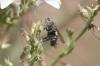 Exoristinae inconnu